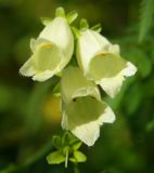 Digitalis ciliata. Цветки. Карачаево-Черкесия, Карачаевский р-н, окр. пос. Домбай, ущелье р. Аманауз, луг на каменистом склоне. 28.08.2019.