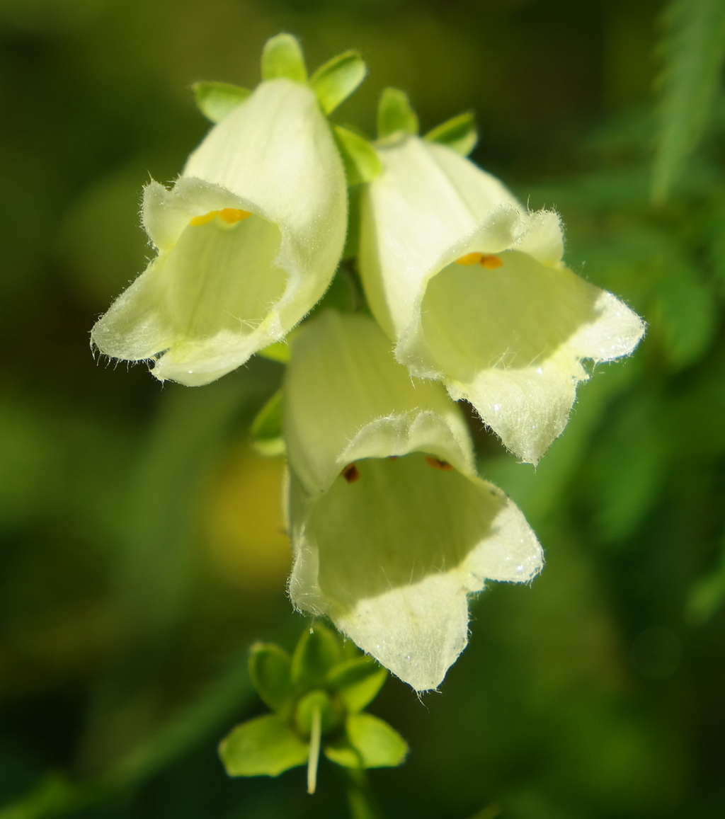 Изображение особи Digitalis ciliata.