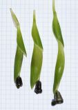 Ferraria crispa