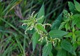 Urtica dioica. Верхушка цветущего растения. Челябинская обл., Аргаяшский р-н, берег оз. Увильды, опушка березняка. 04.08.2019.