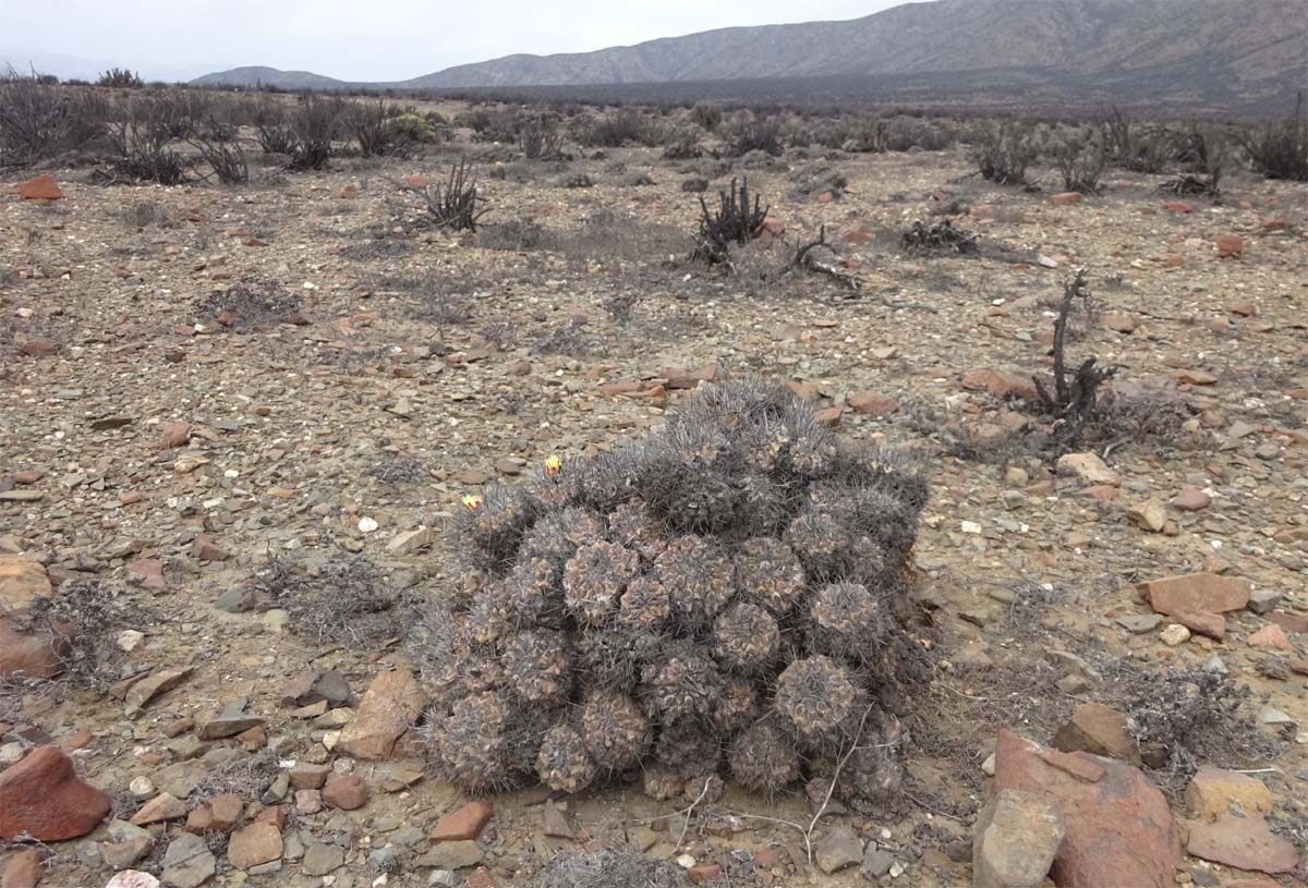 Изображение особи Copiapoa fiedleriana.