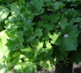 Ligularia stenocephala