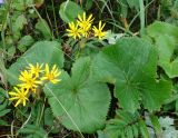 Ligularia hodgsonii