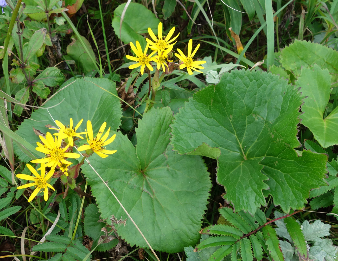 Изображение особи Ligularia hodgsonii.