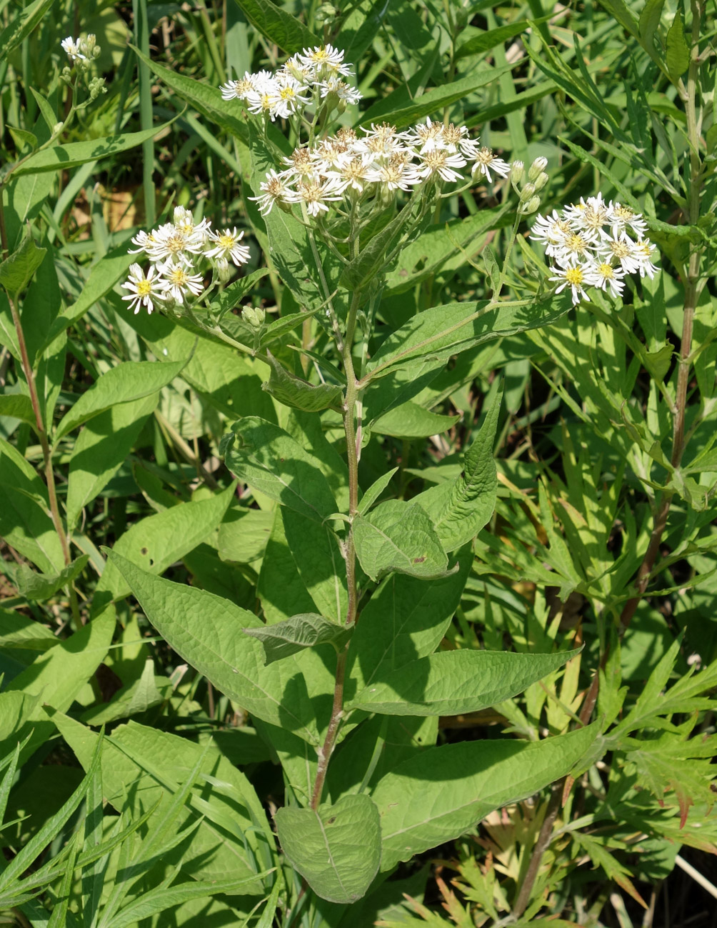 Изображение особи Aster glehnii.