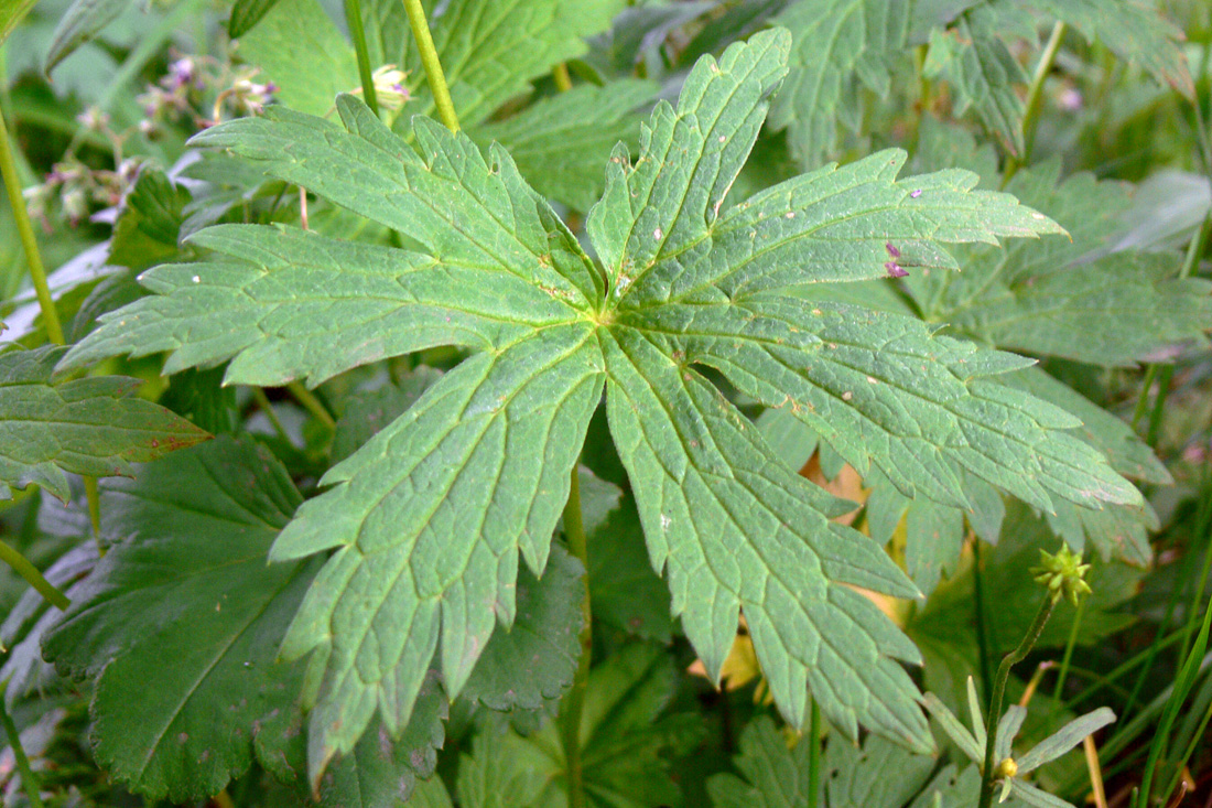 Image of Geranium krylovii specimen.