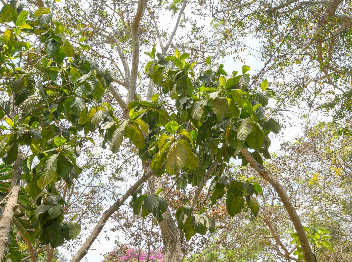 Image of Morinda citrifolia specimen.