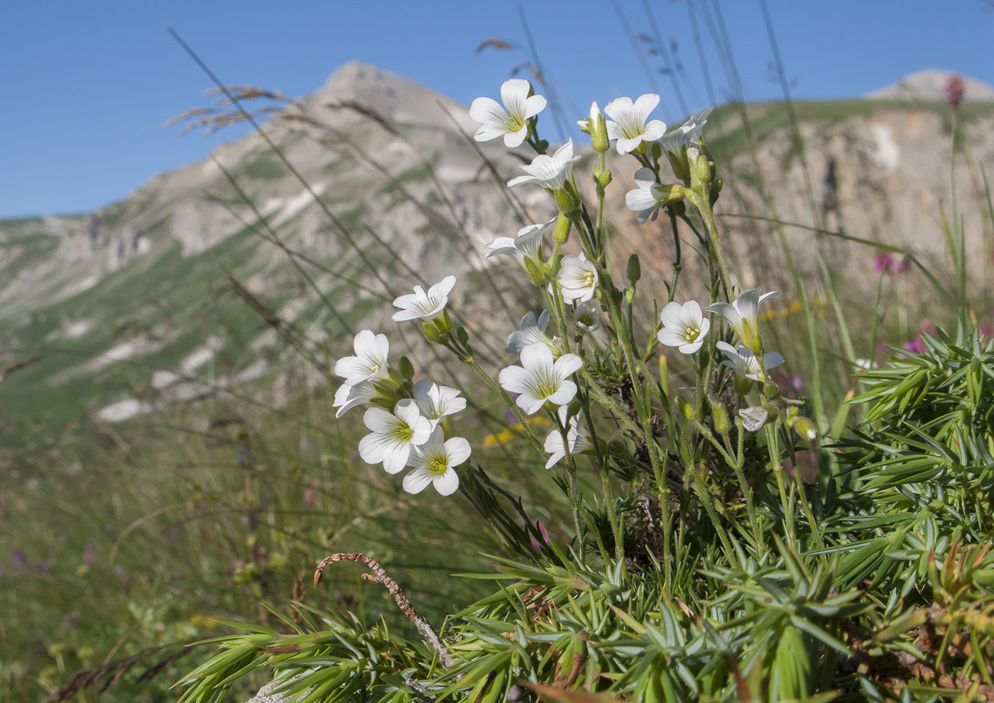 Image of Minuartia circassica specimen.