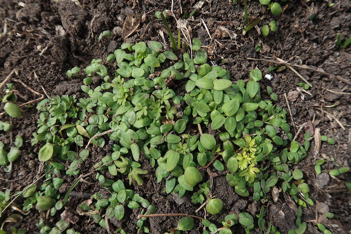 Image of Delphinium ajacis specimen.