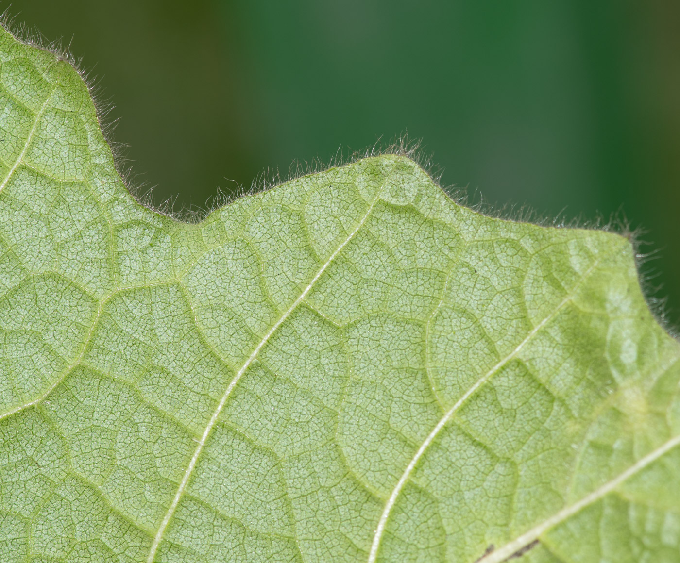 Изображение особи Solanum mammosum.