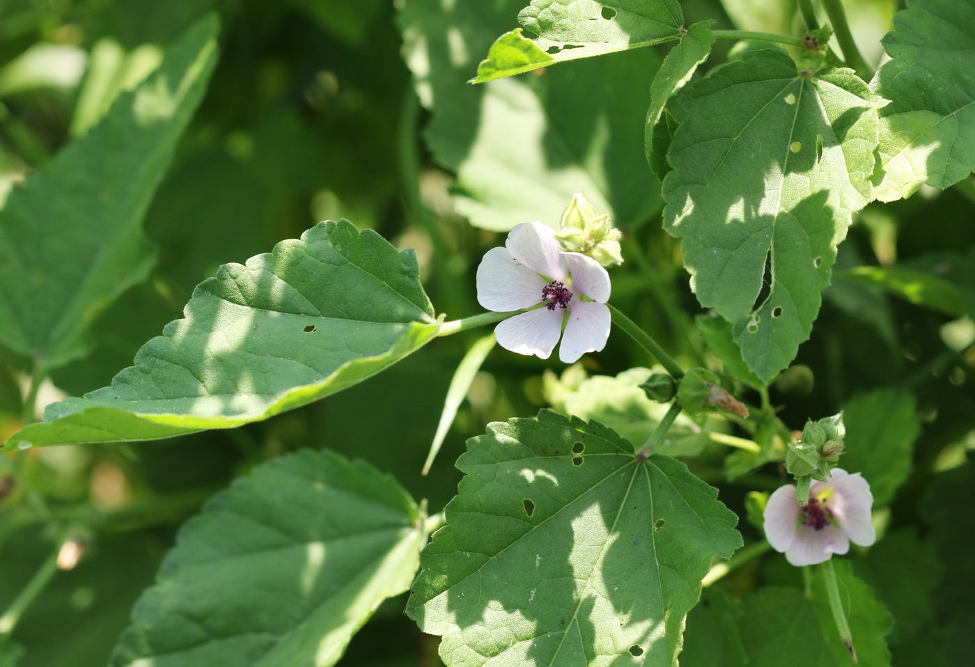 Изображение особи Althaea officinalis.