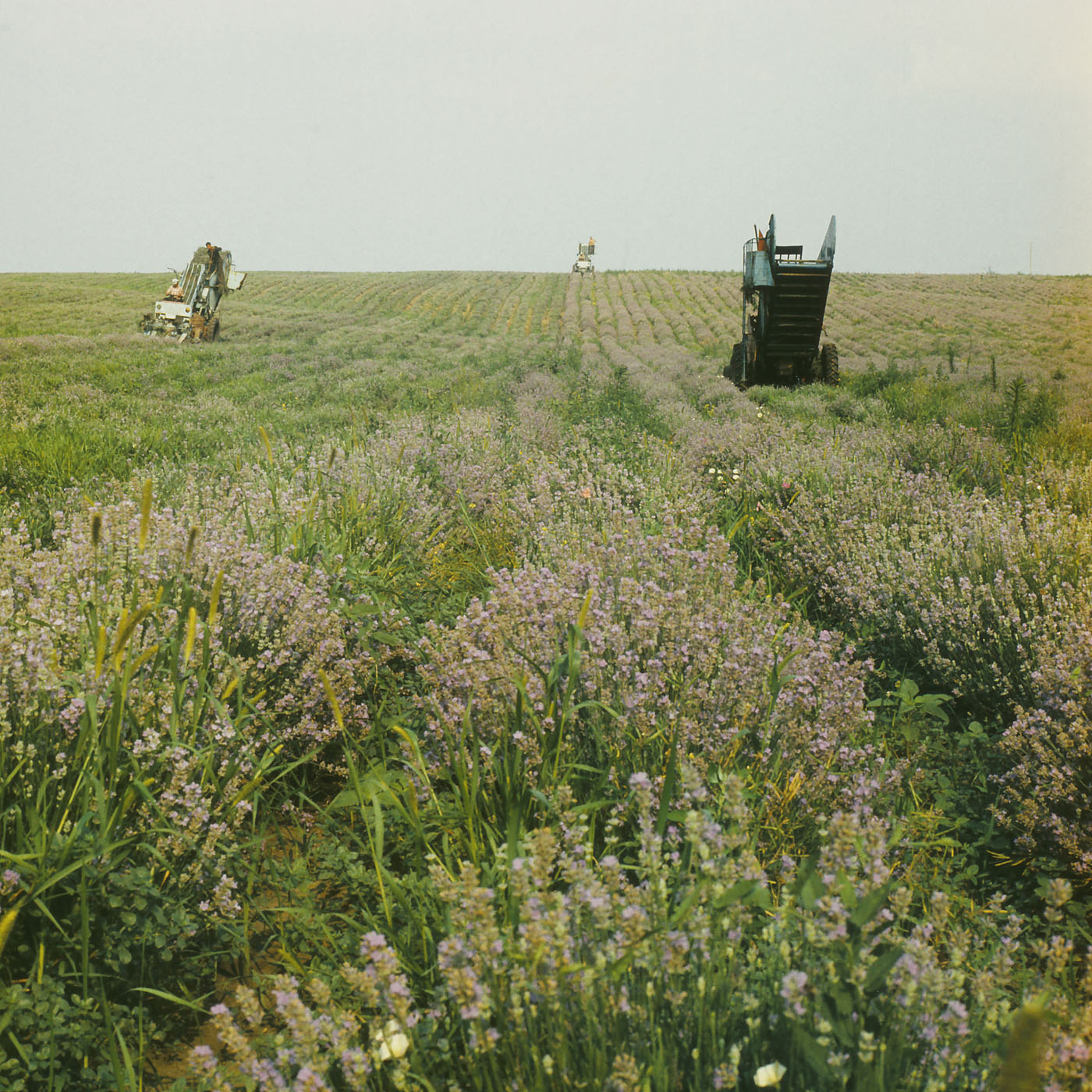 Изображение особи Lavandula angustifolia.