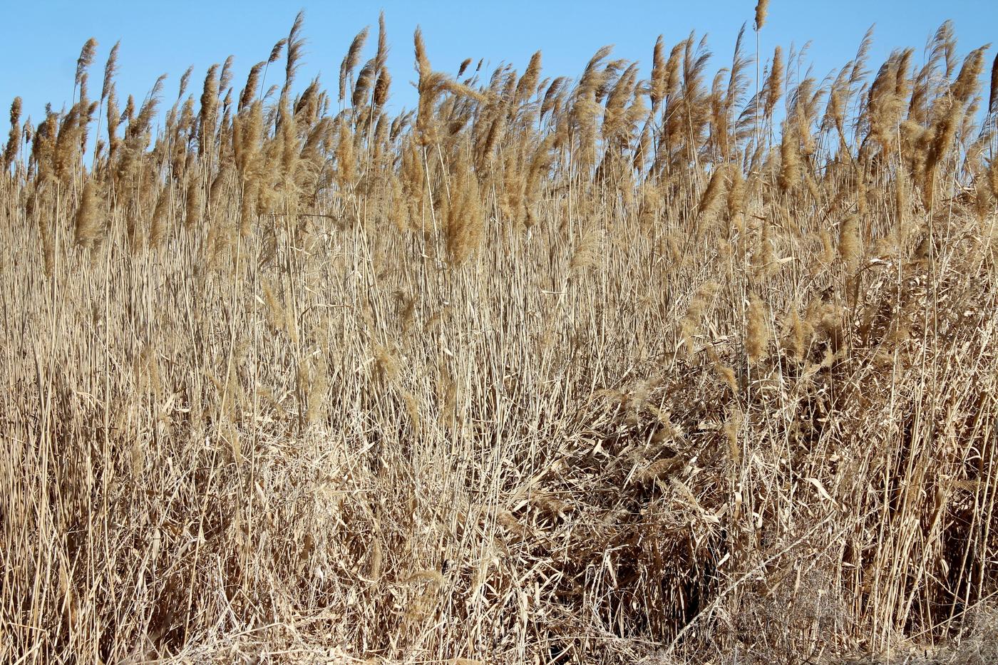 Изображение особи Phragmites altissimus.