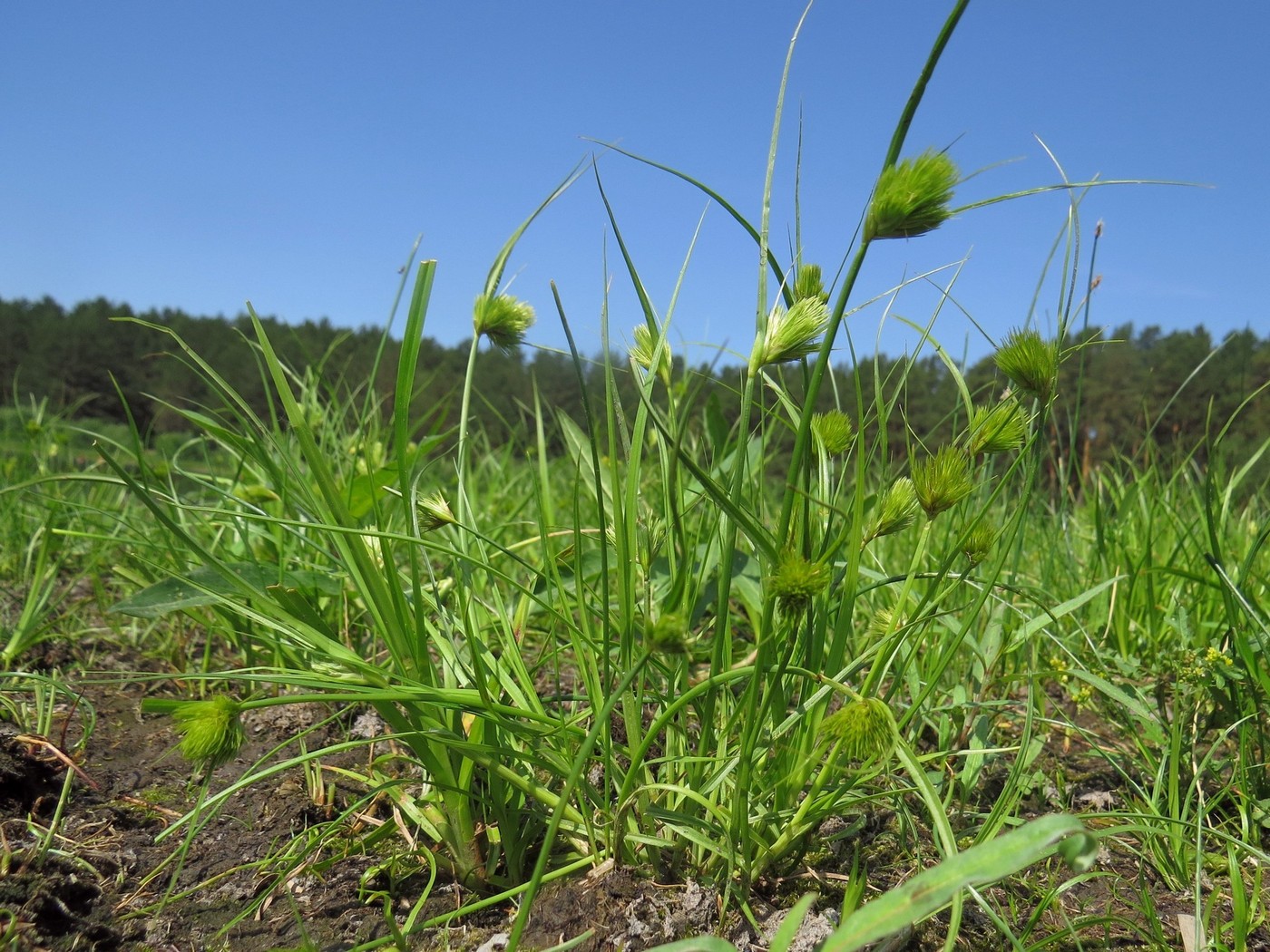 Изображение особи Carex bohemica.