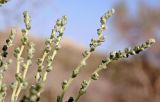 Salsola gemmascens