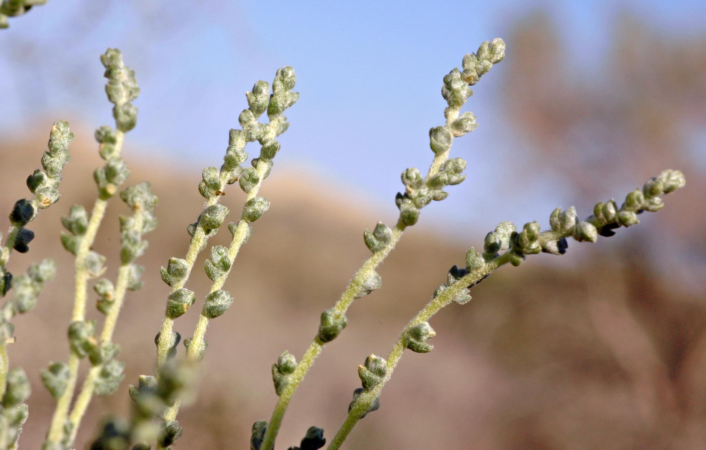 Изображение особи Salsola gemmascens.