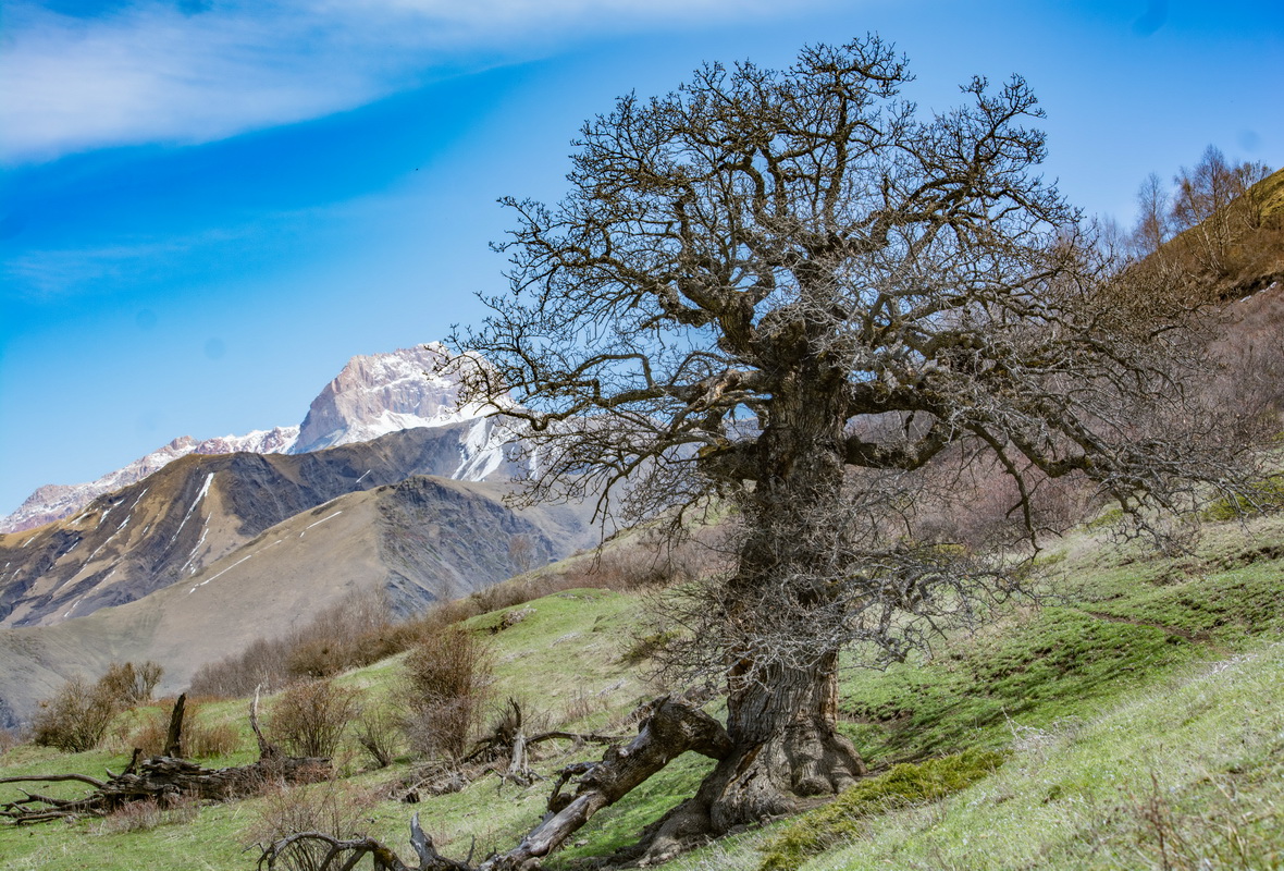 Изображение особи род Quercus.