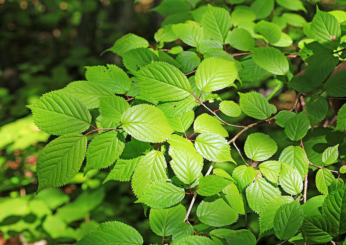 Изображение особи Cerasus sachalinensis.