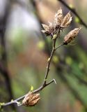 Hibiscus syriacus. Вершина ветви с сухими раскрывшимися плодами и распускающимися почками. Северная Осетия, г. Владикавказ, 06.05.2010.