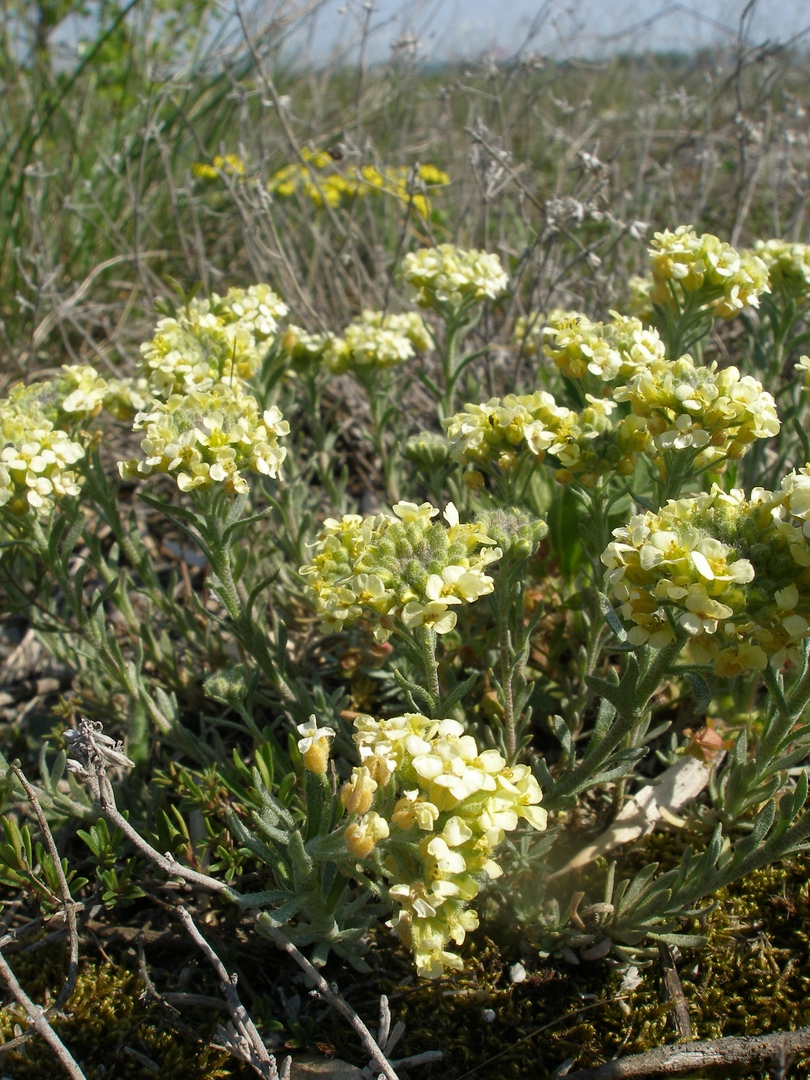 Изображение особи Alyssum lenense.