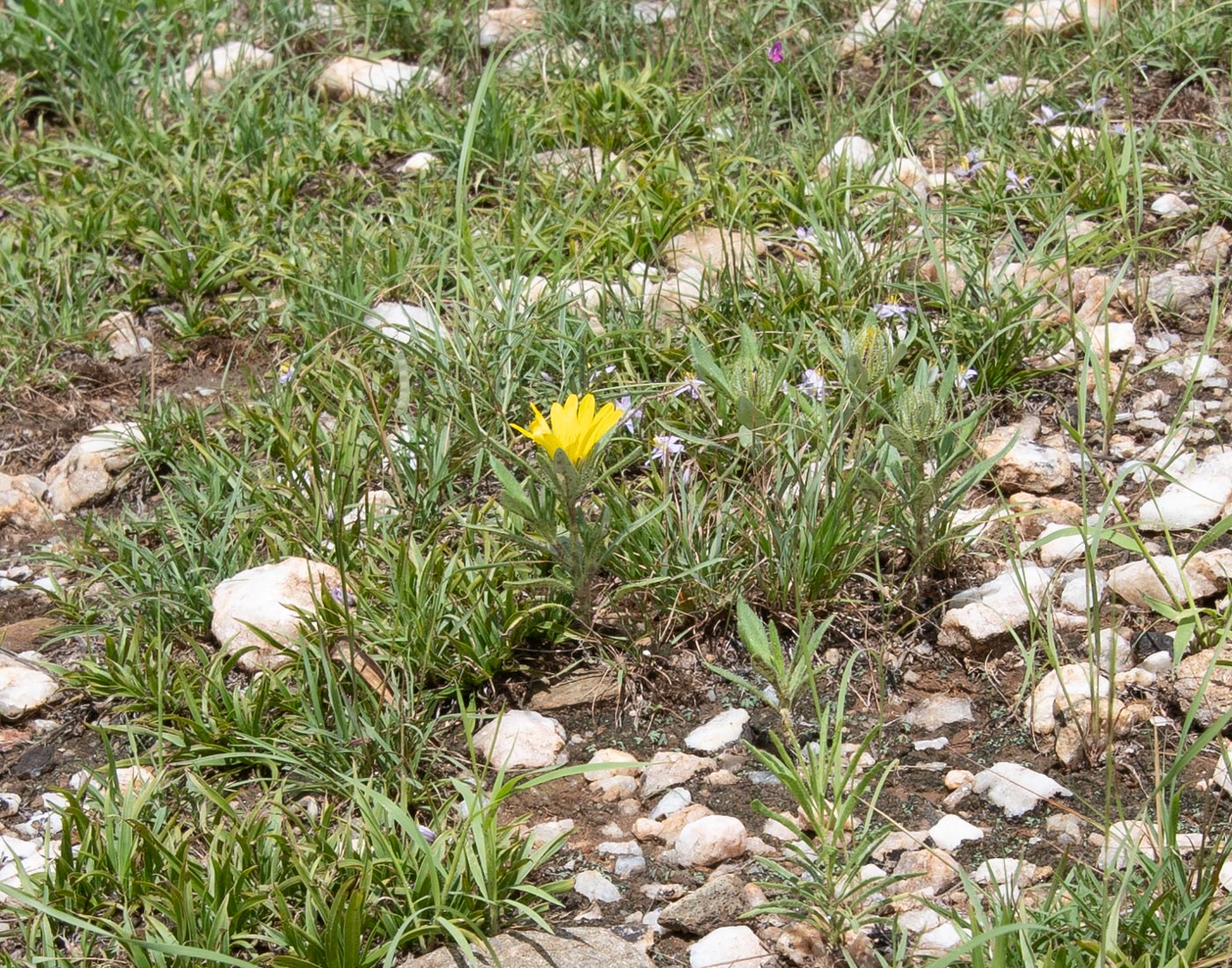 Изображение особи Hirpicium gazanioides.