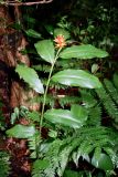Renealmia cernua