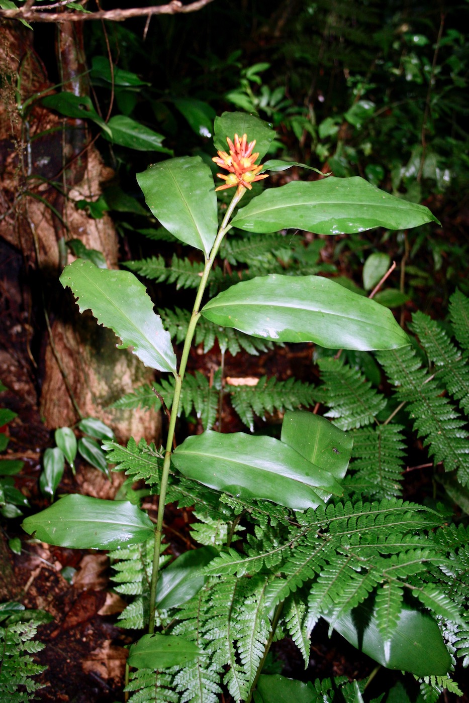 Image of Renealmia cernua specimen.