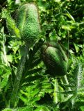 Papaver setiferum