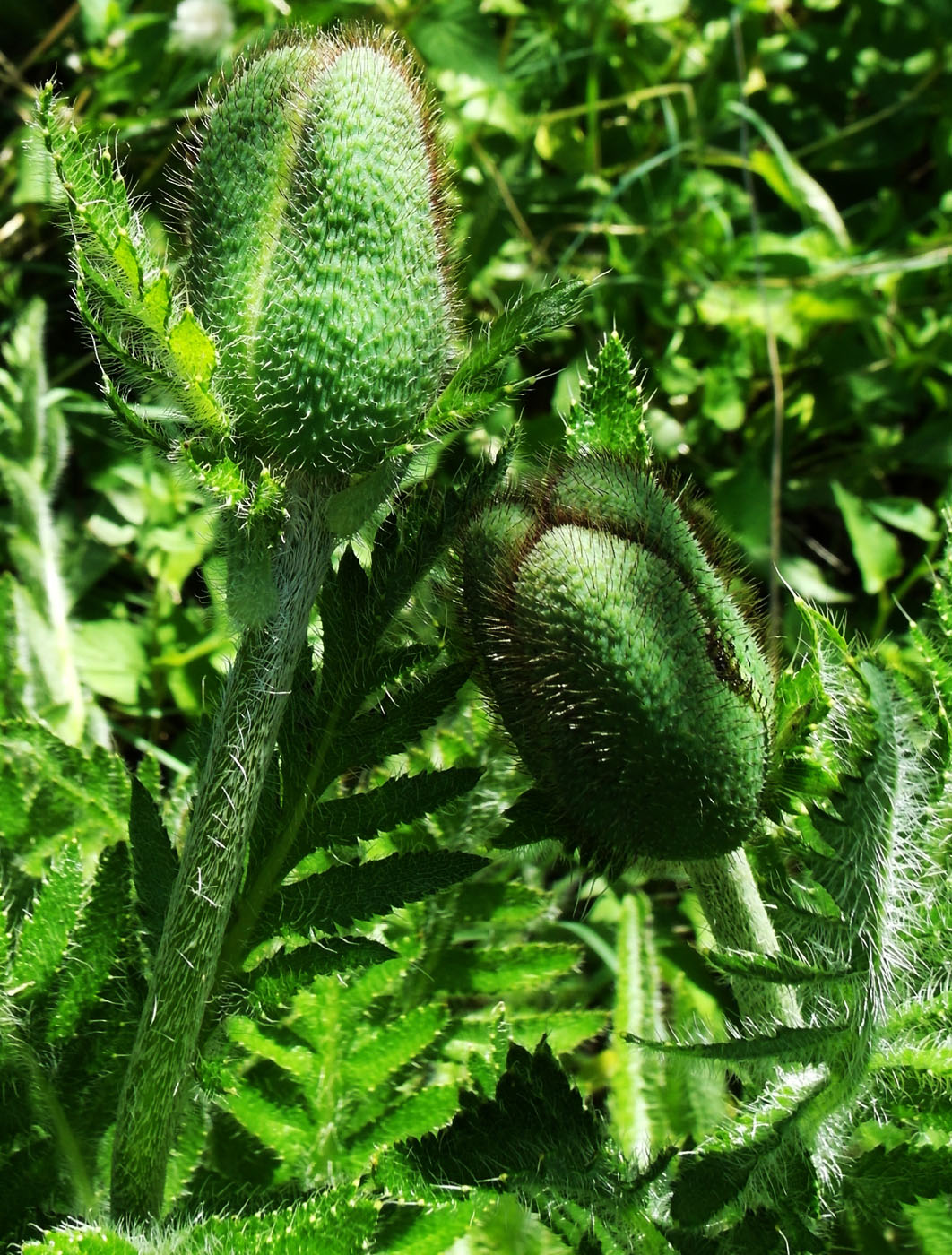 Image of Papaver setiferum specimen.