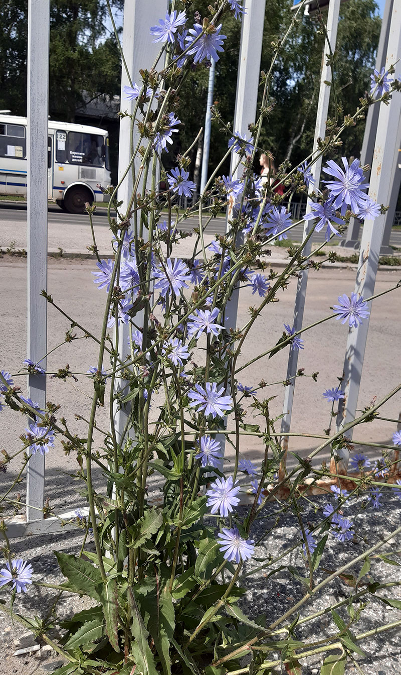 Image of Cichorium intybus specimen.