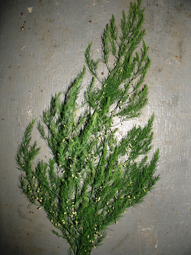 Image of Asparagus officinalis specimen.