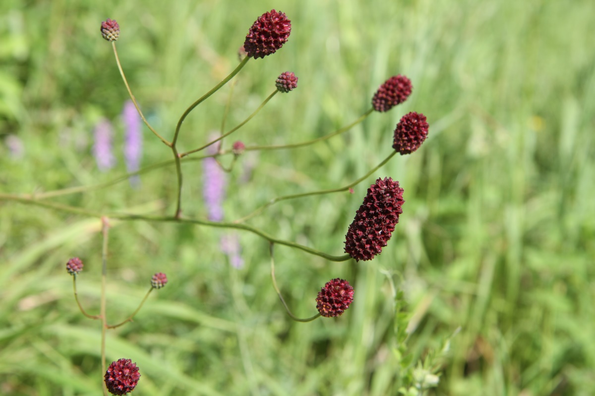 Image of Sanguisorba officinalis specimen.