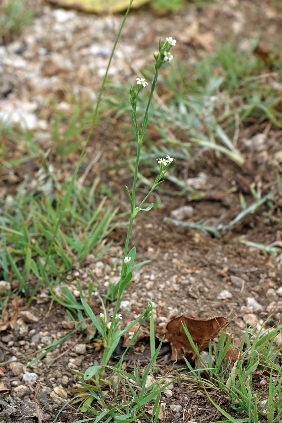 Image of Petrorhagia alpina specimen.