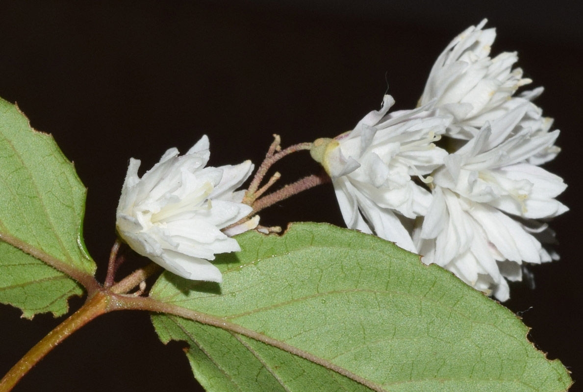 Изображение особи род Deutzia.