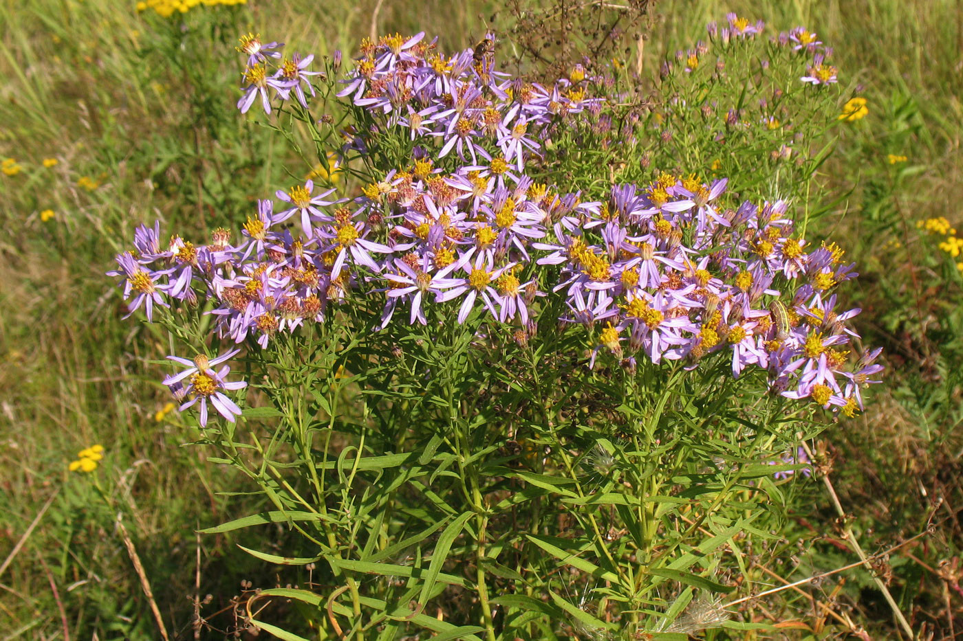 Изображение особи Galatella punctata.