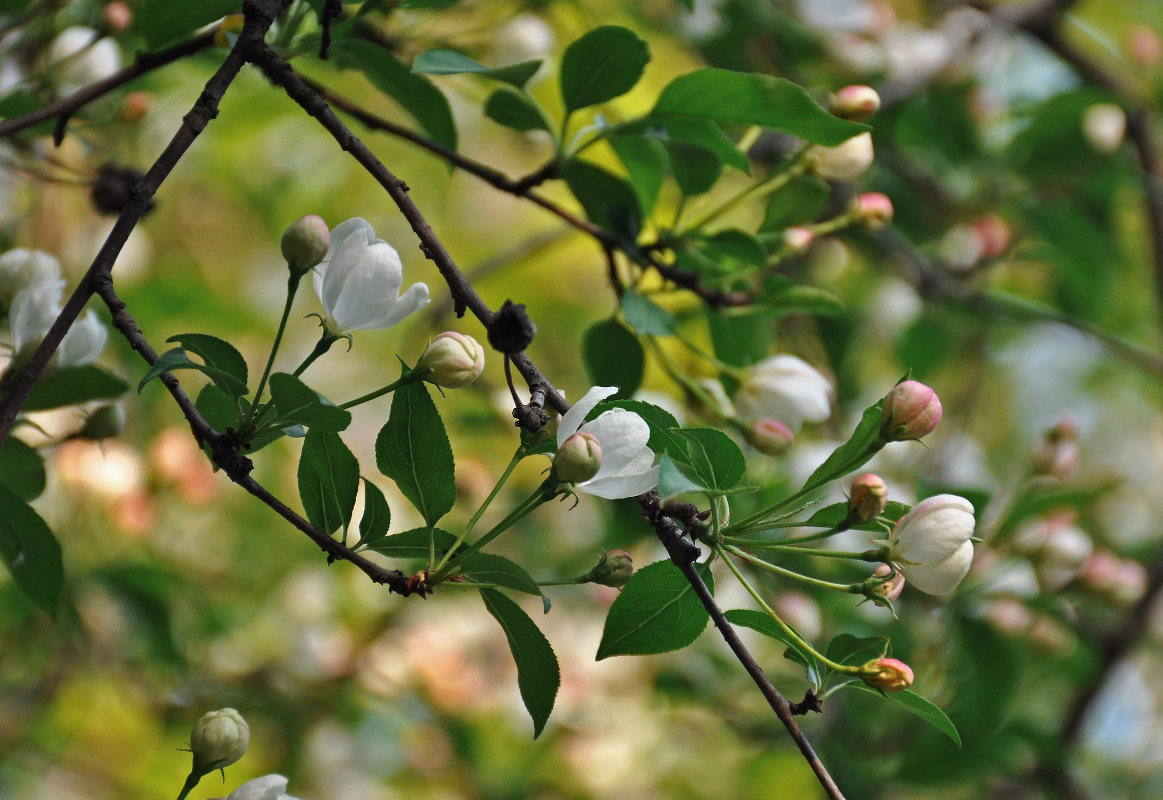 Image of Malus prunifolia specimen.