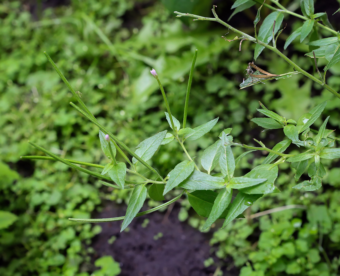 Изображение особи Epilobium adenocaulon.