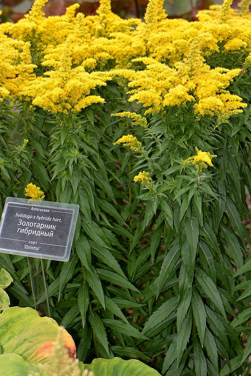 Изображение особи Solidago &times; hybrida.