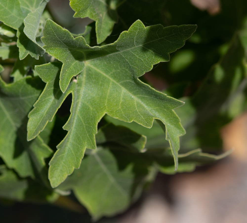 Image of Malva acerifolia specimen.