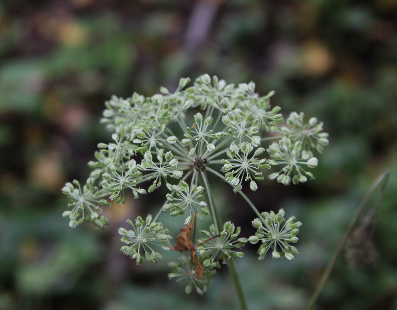 Изображение особи Angelica sylvestris.