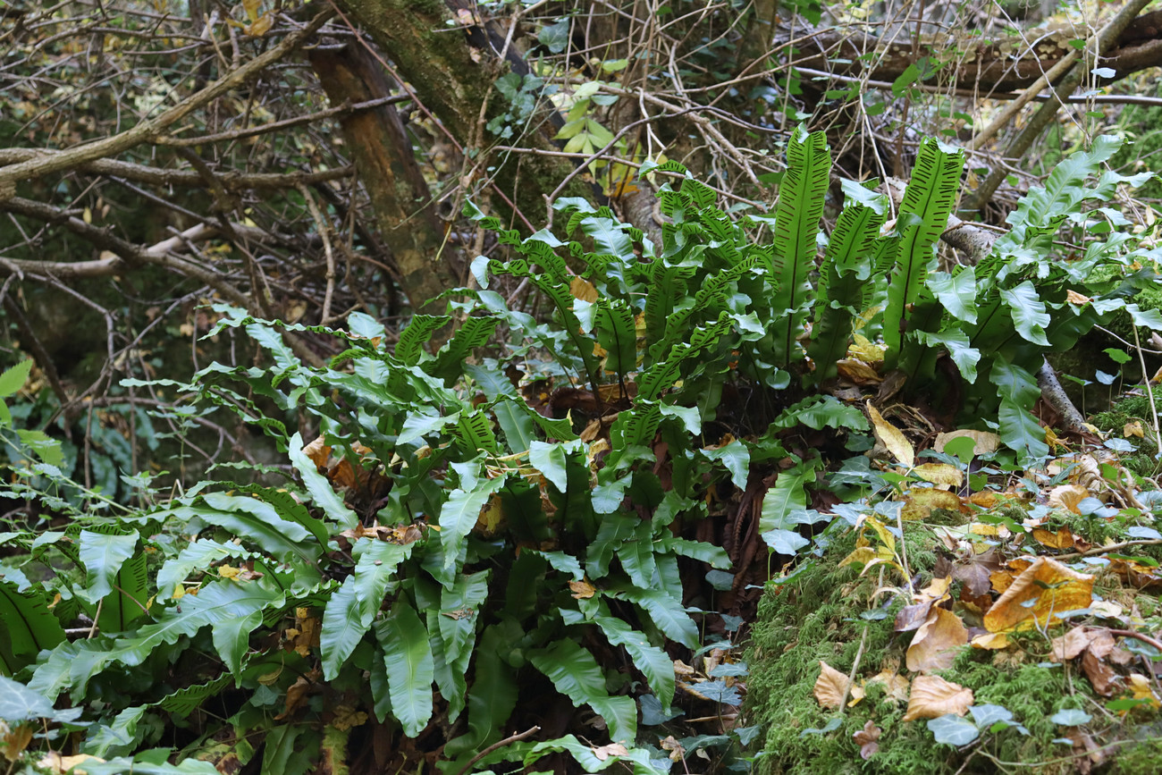 Изображение особи Phyllitis scolopendrium.