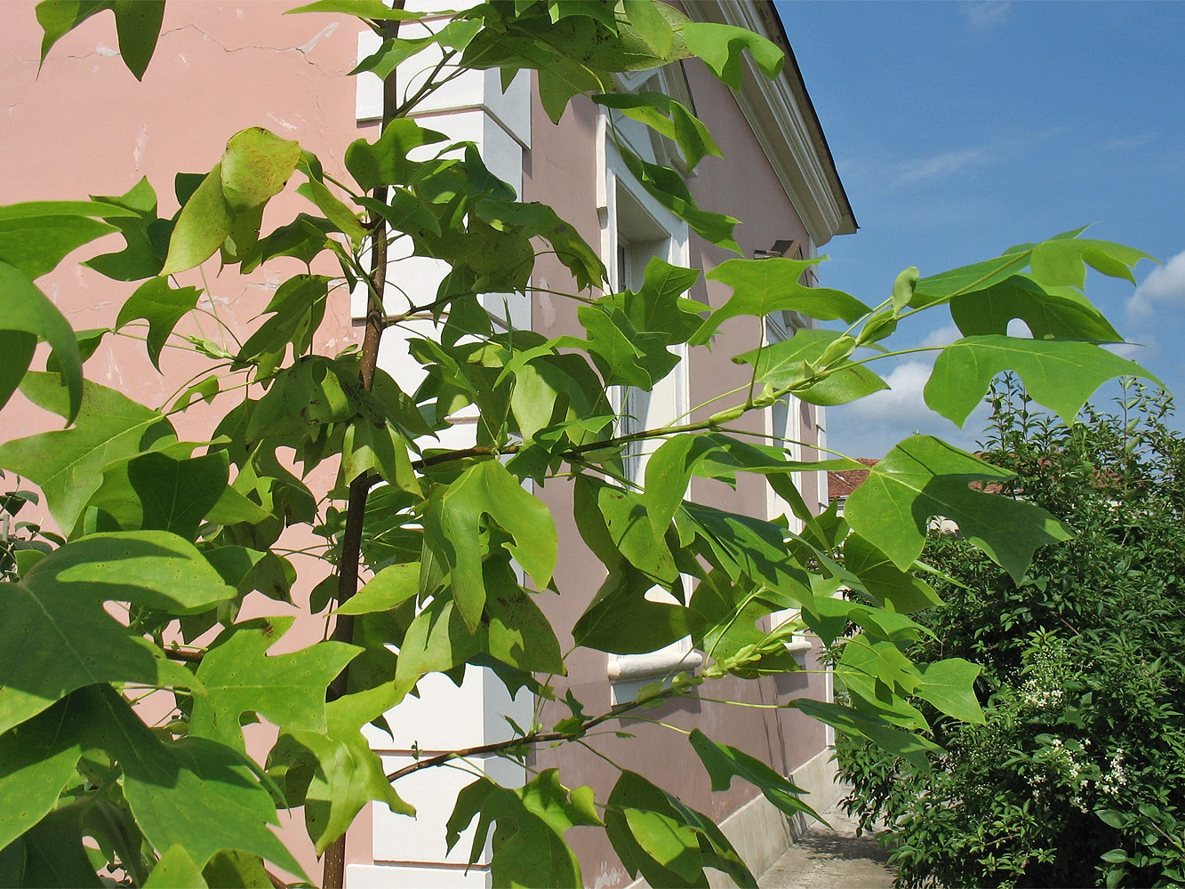 Image of Liriodendron chinense specimen.