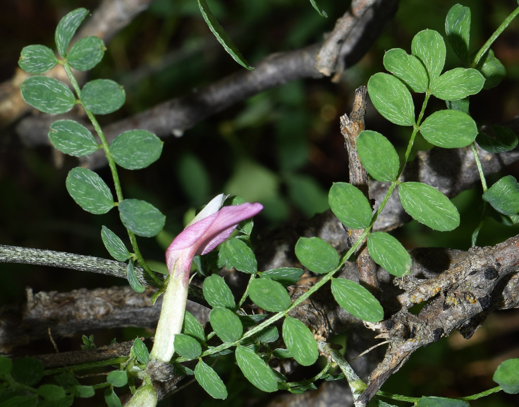 Изображение особи Astragalus variegatus.