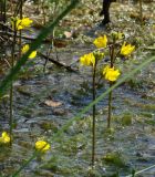 Utricularia vulgaris