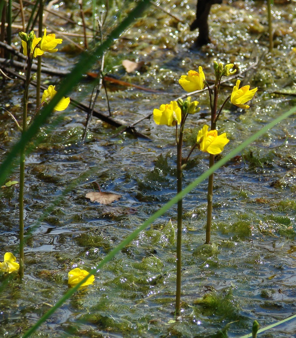 Image of Utricularia vulgaris specimen.