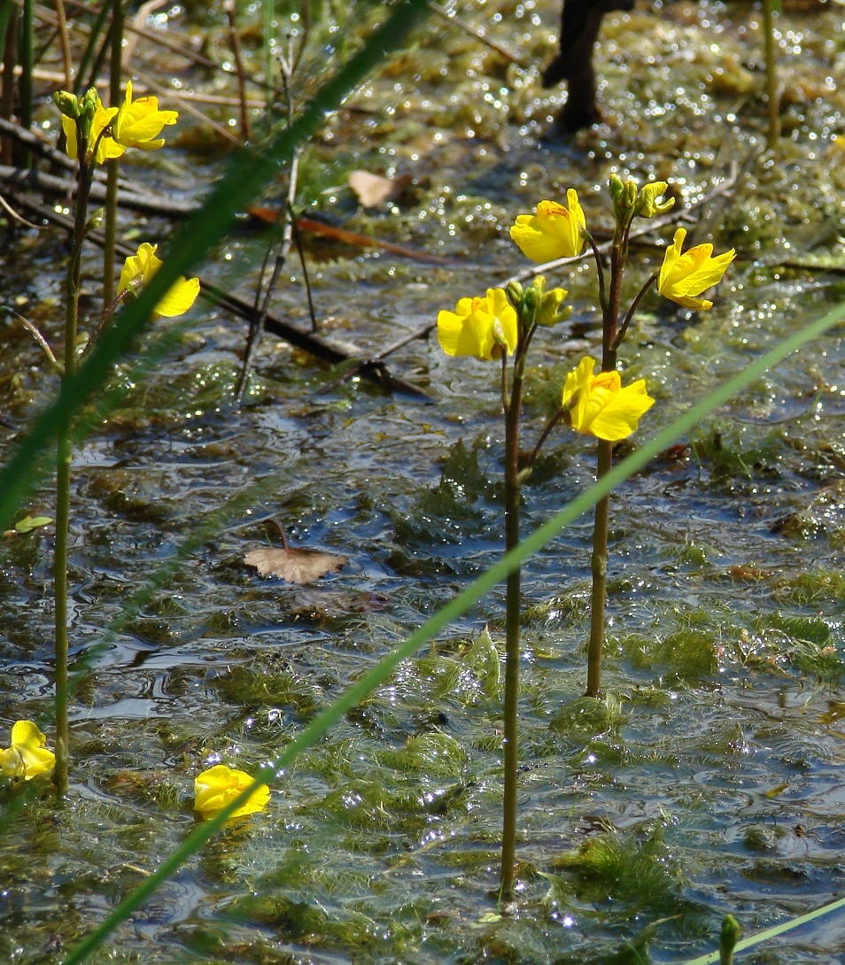 Изображение особи Utricularia vulgaris.