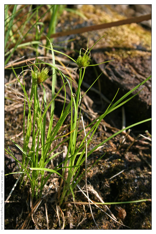 Изображение особи Carex bohemica.