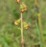 Agrimonia eupatoria