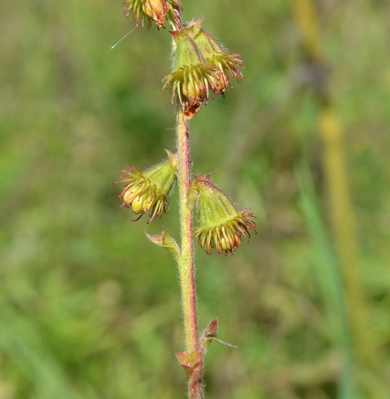 Image of Agrimonia eupatoria specimen.