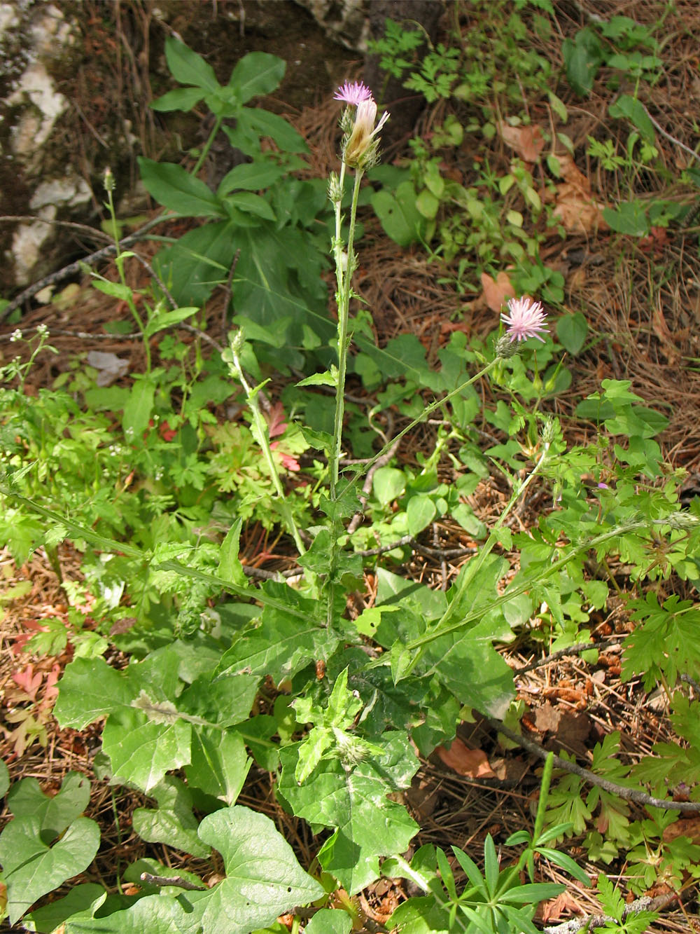 Image of Carduus argentatus specimen.